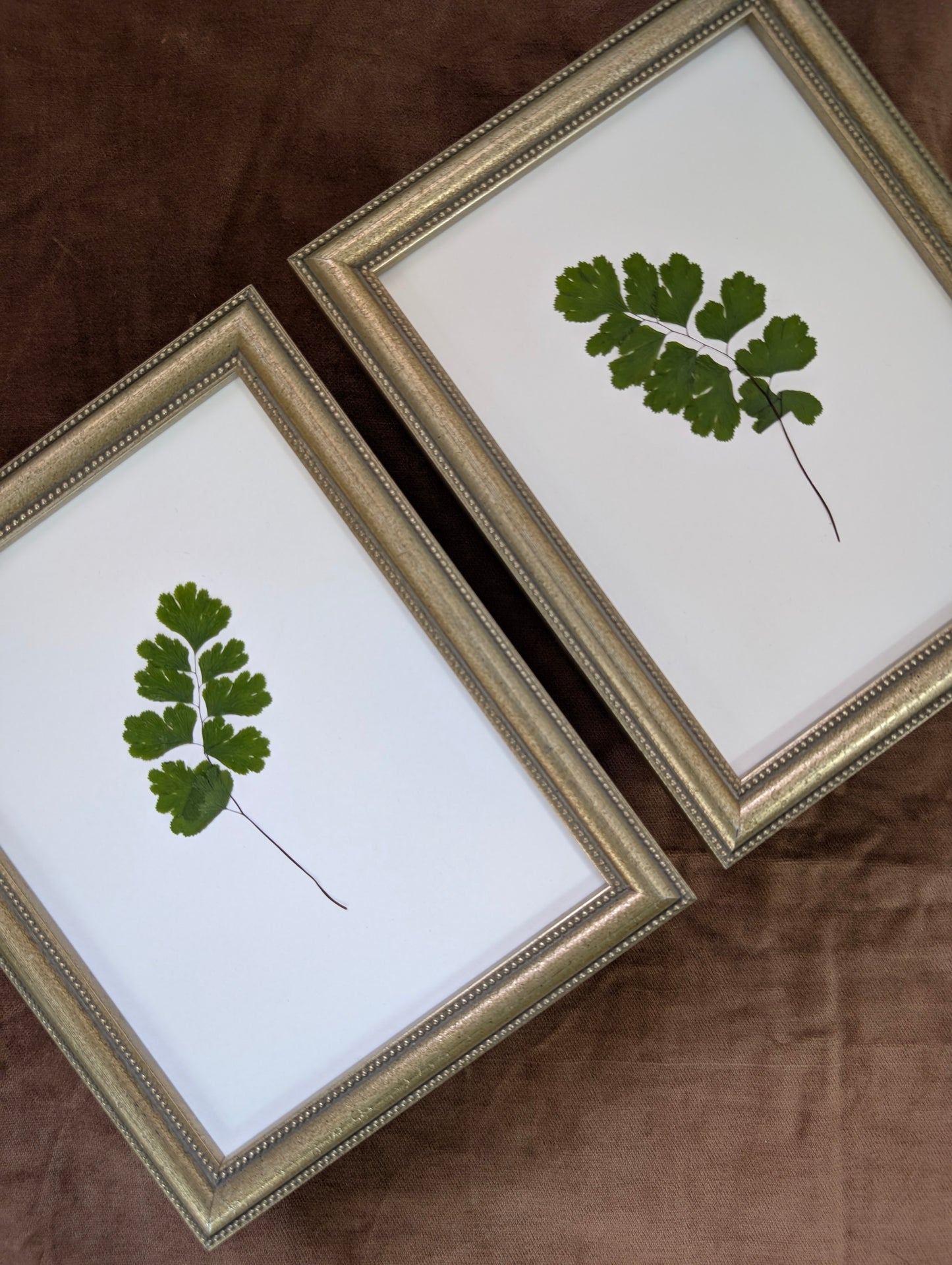 Maidenhair Fern