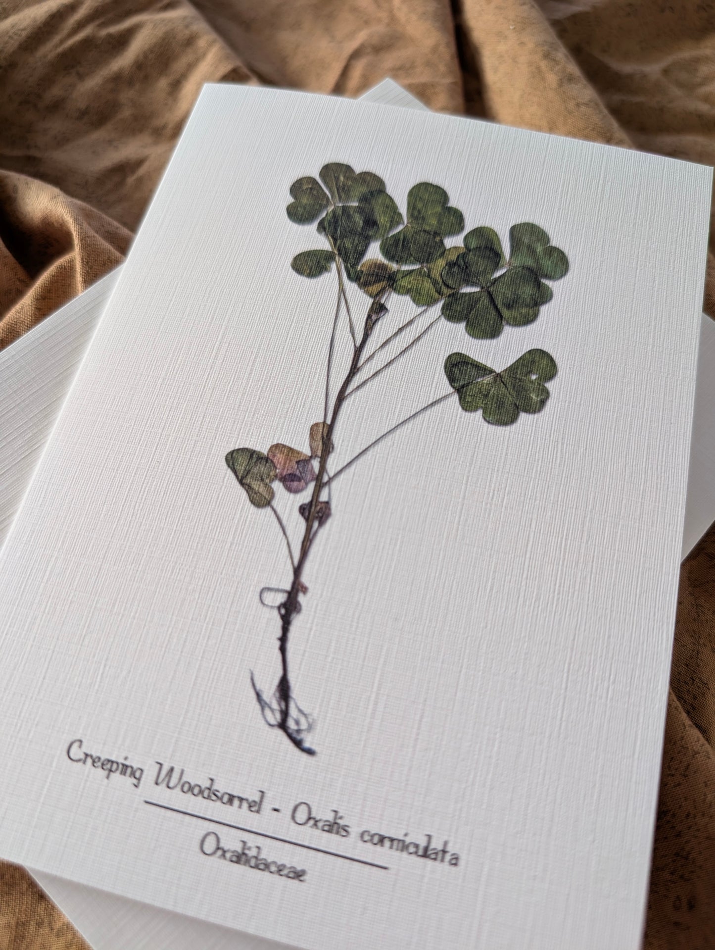 Creeping Woodsorrel (Oxalis Corniculata) Herbarium Printed Card