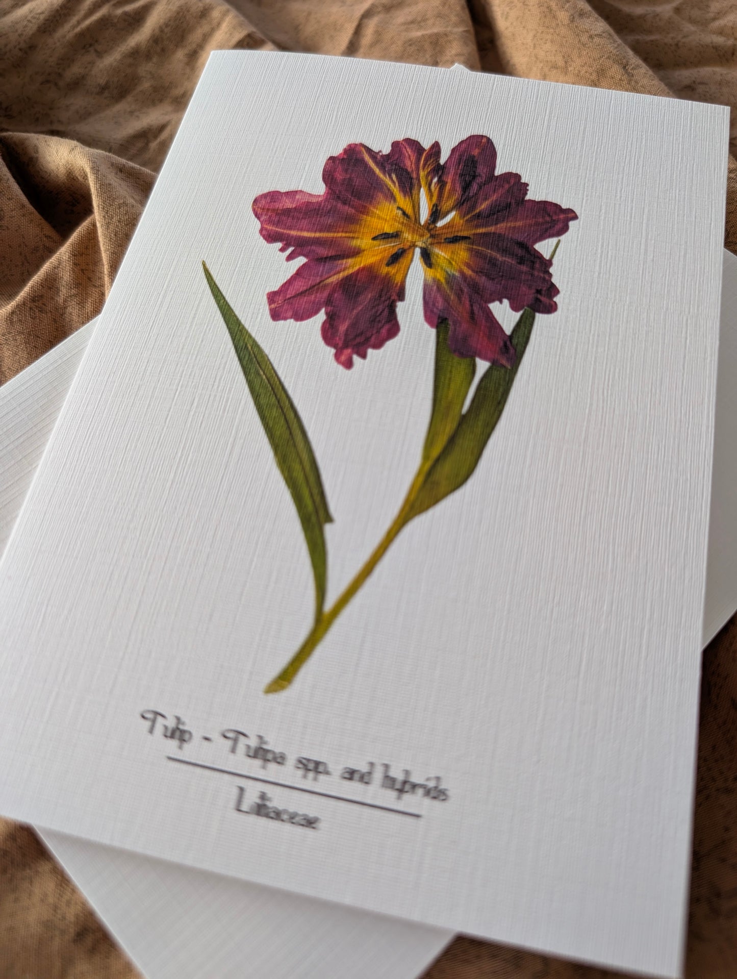 Tulip (Tulipa spp. and hybrids) Herbarium Printed Card