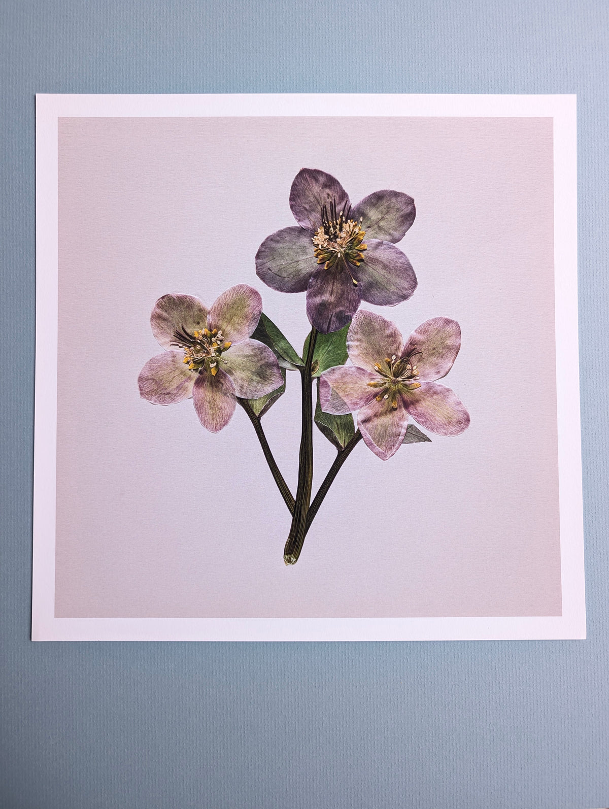 Hellebores Art Print