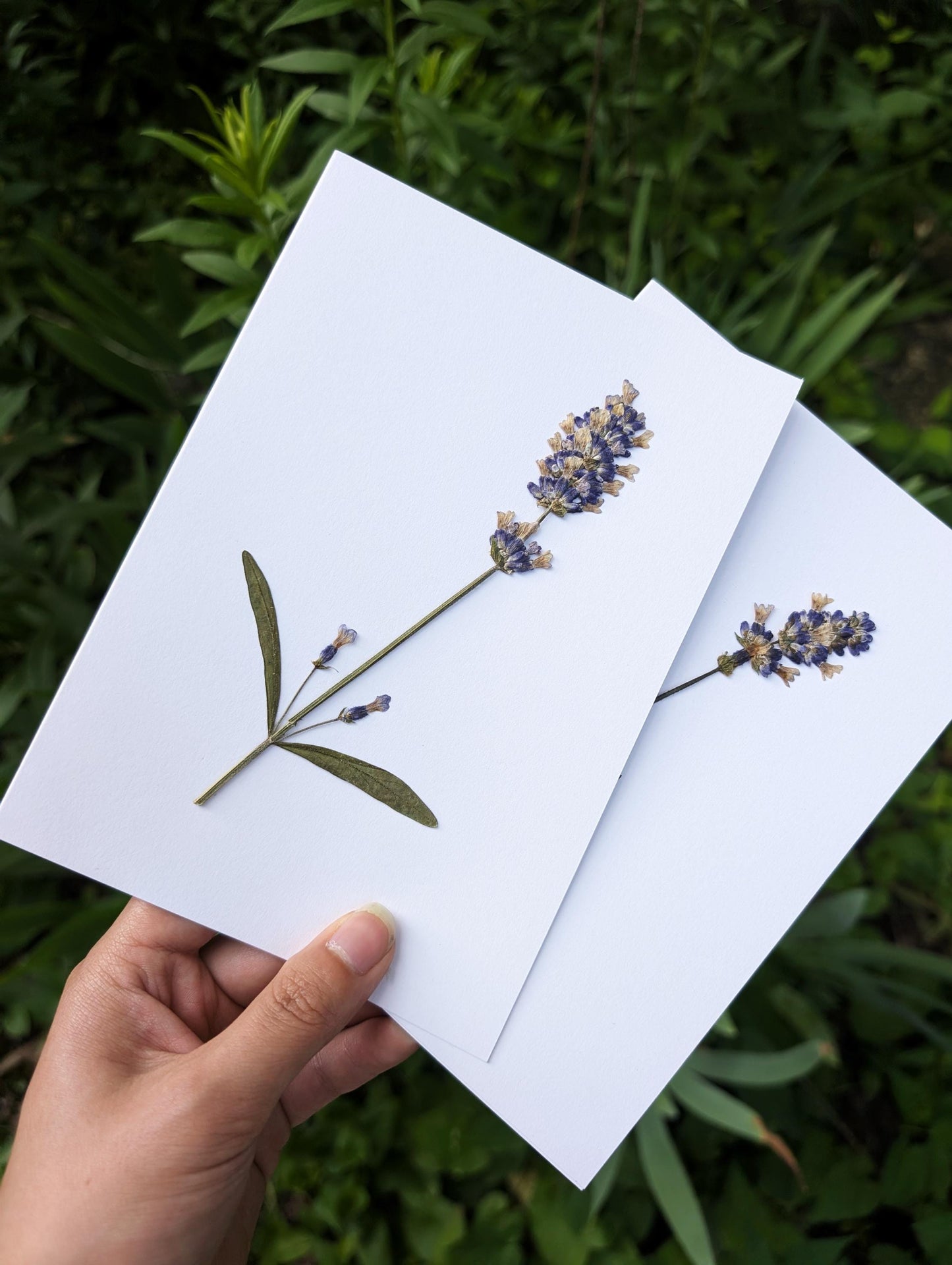 Lavender (Lavandula angustifolia)