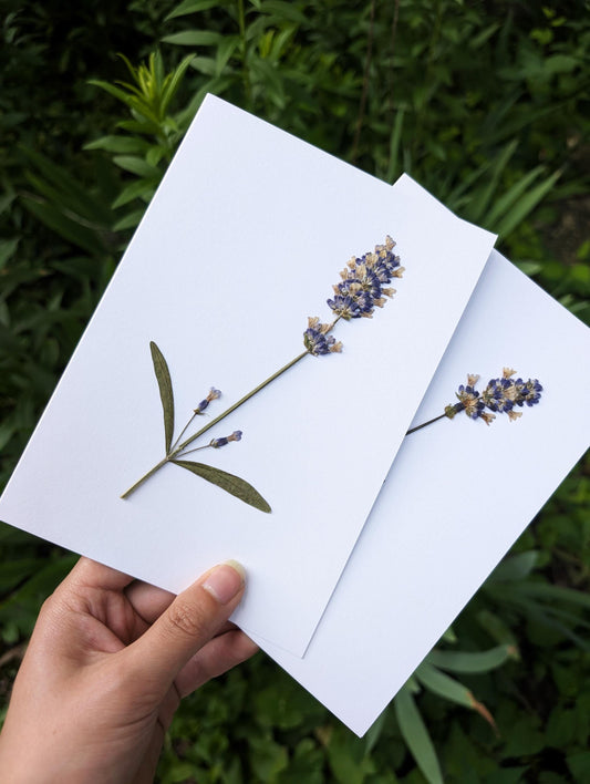 Lavender (Lavandula angustifolia)