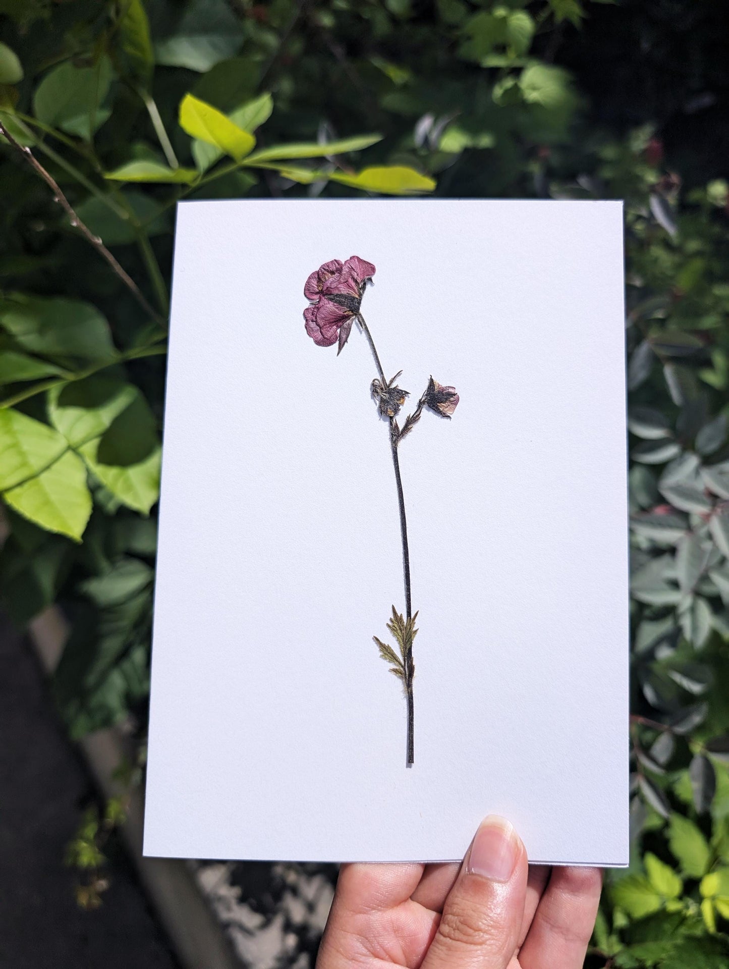 Water Avens (Geum rivale)