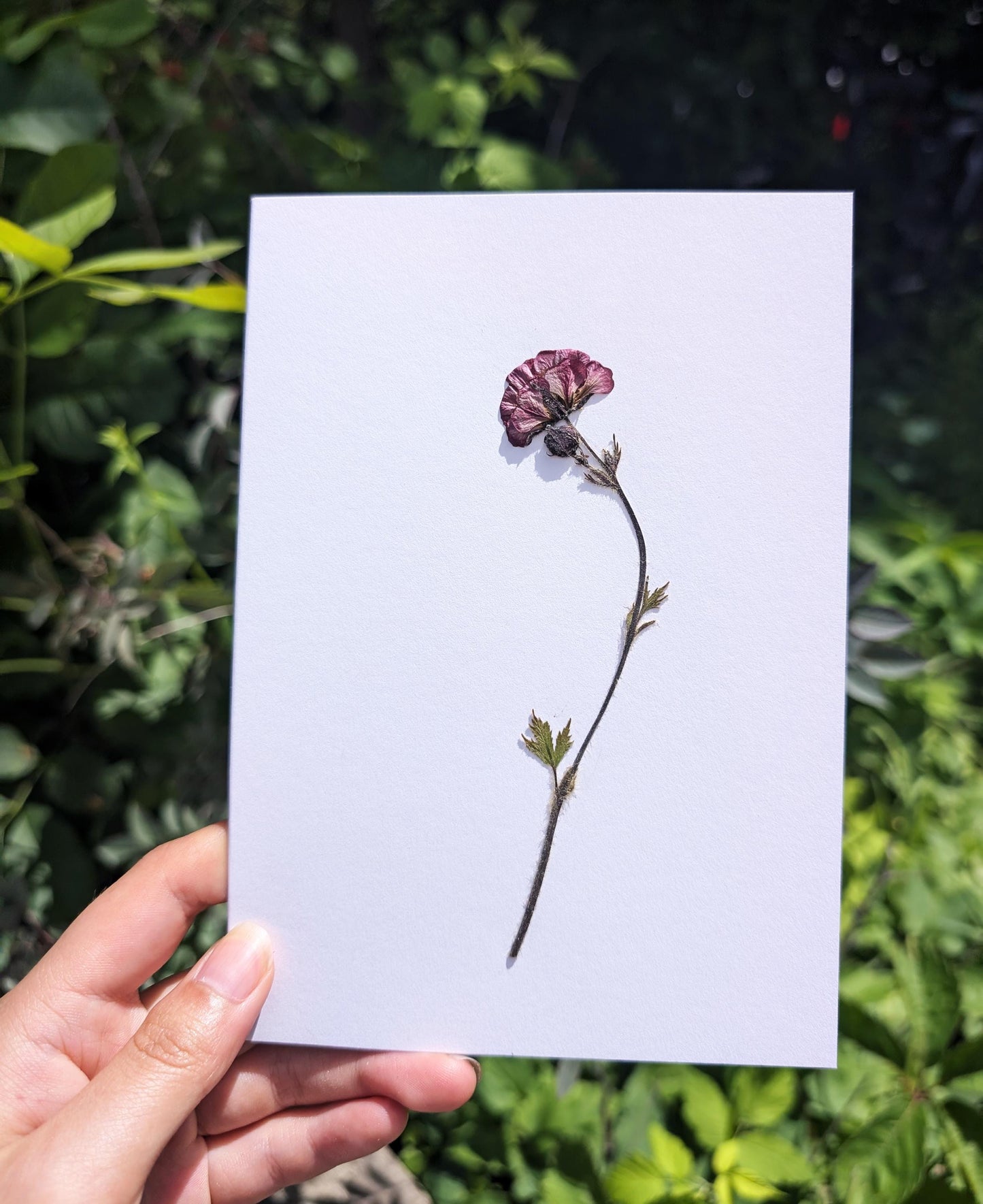 Water Avens (Geum rivale)