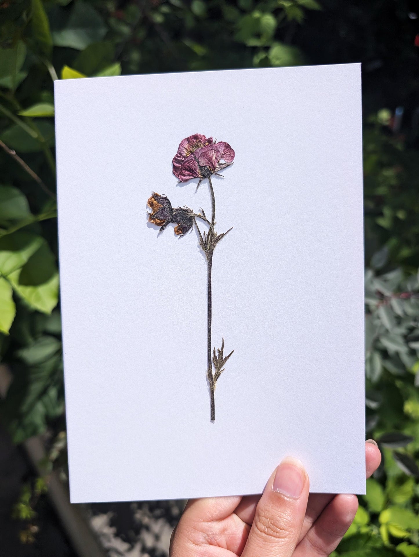 Water Avens (Geum rivale)