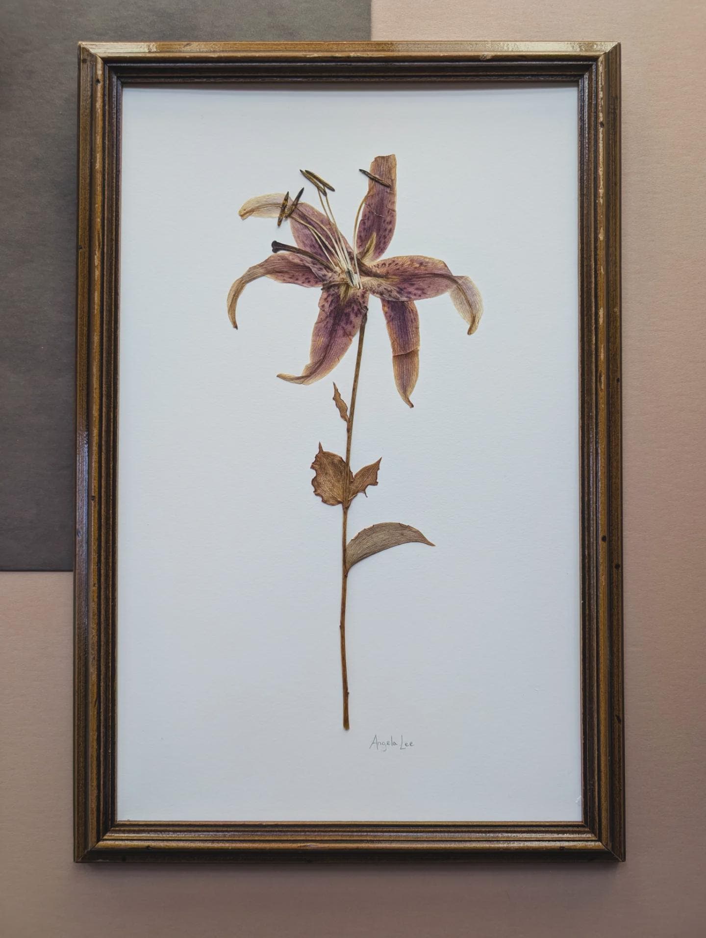 Framed tiger lily flower on a plain background