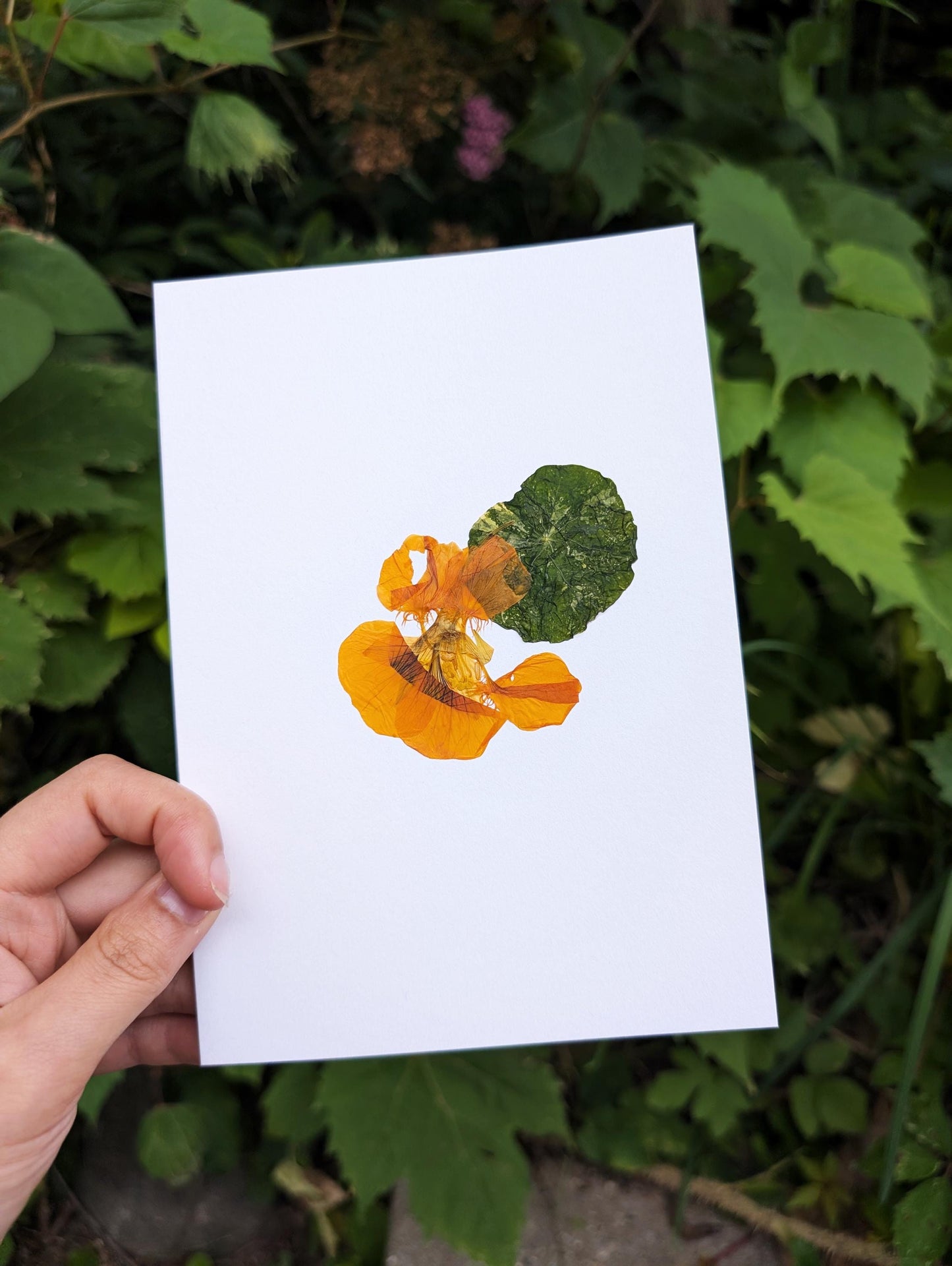 Nasturtium (Tropaeolum majus)