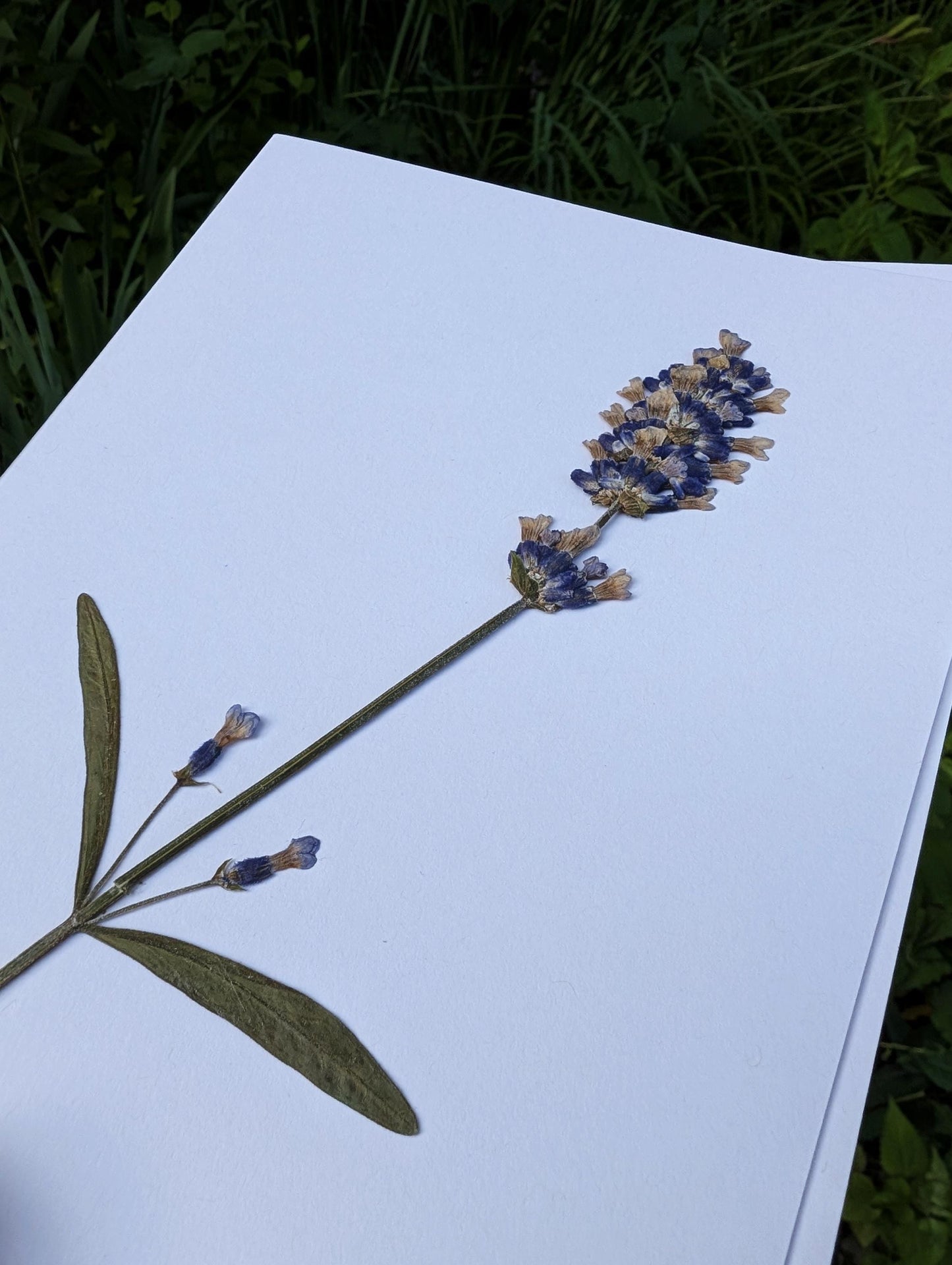 Lavender (Lavandula angustifolia)