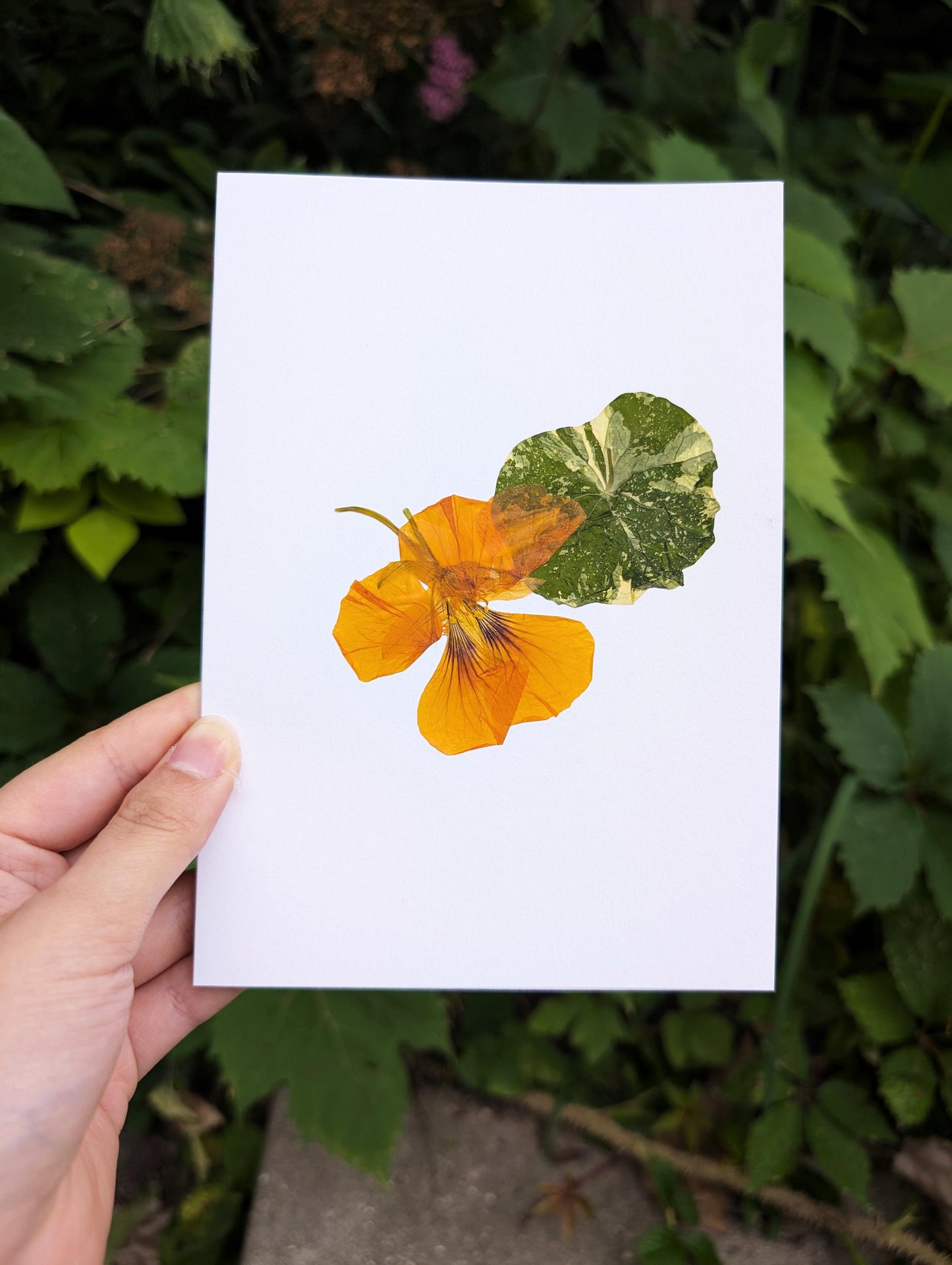 Nasturtium (Tropaeolum majus)