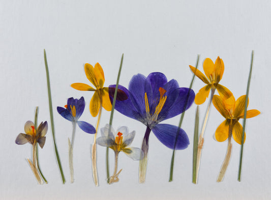 Crocus-scape Giclee Print