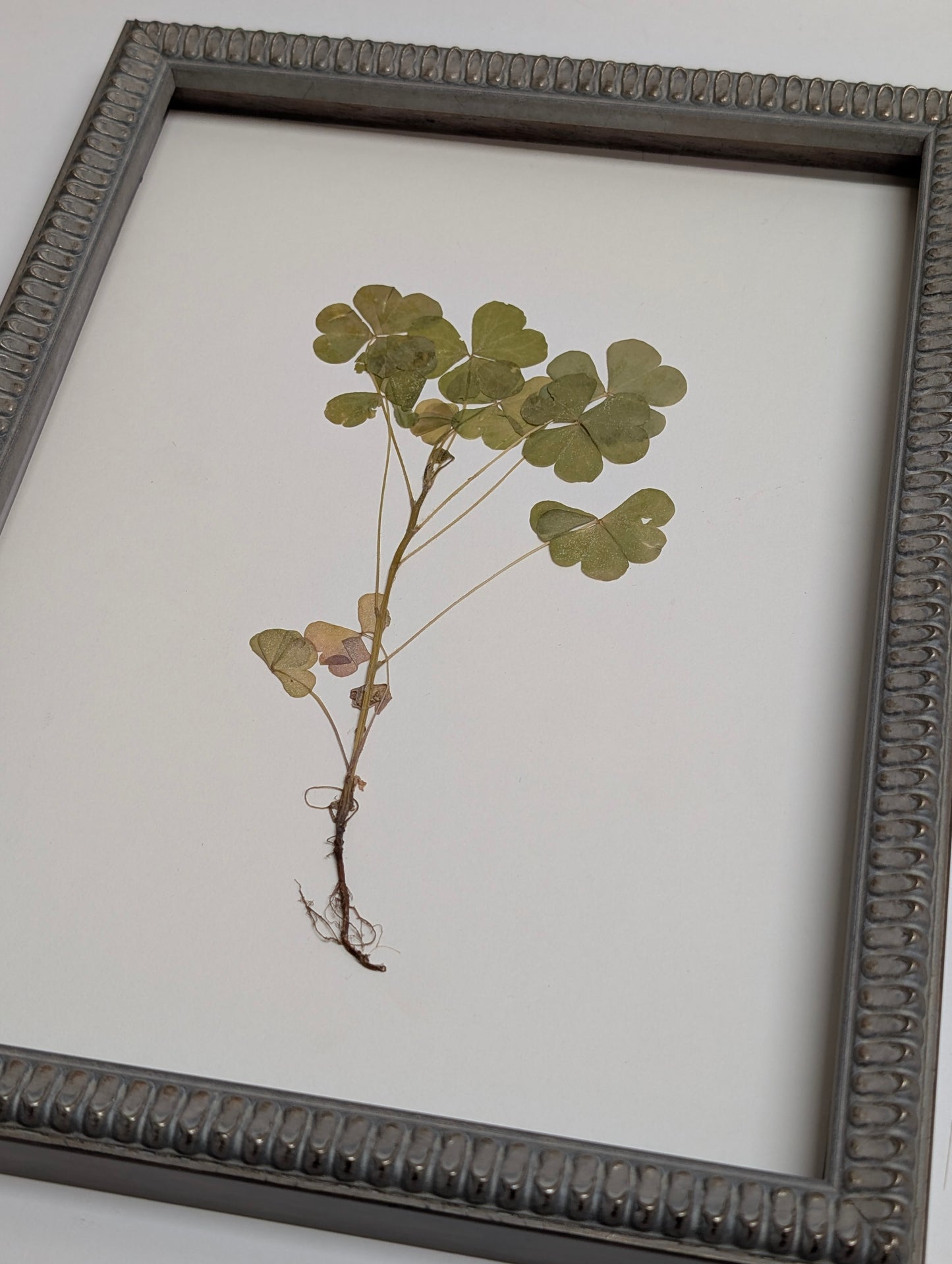 Shamrock