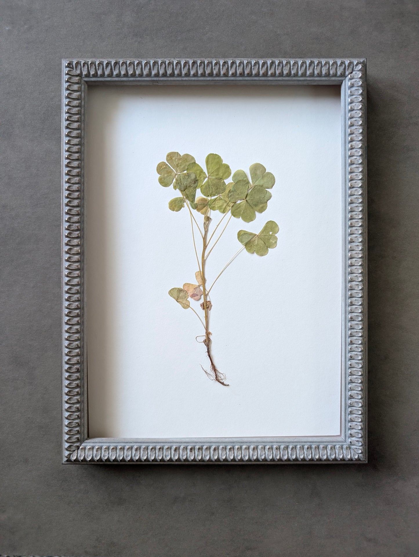 Shamrock
