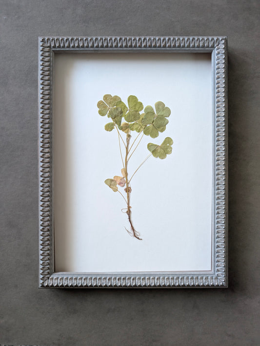 Shamrock