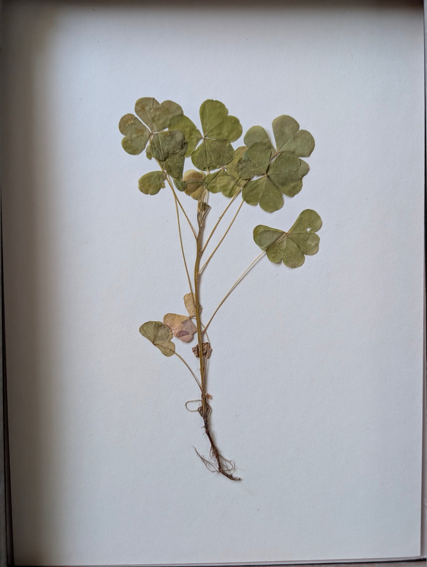 Shamrock