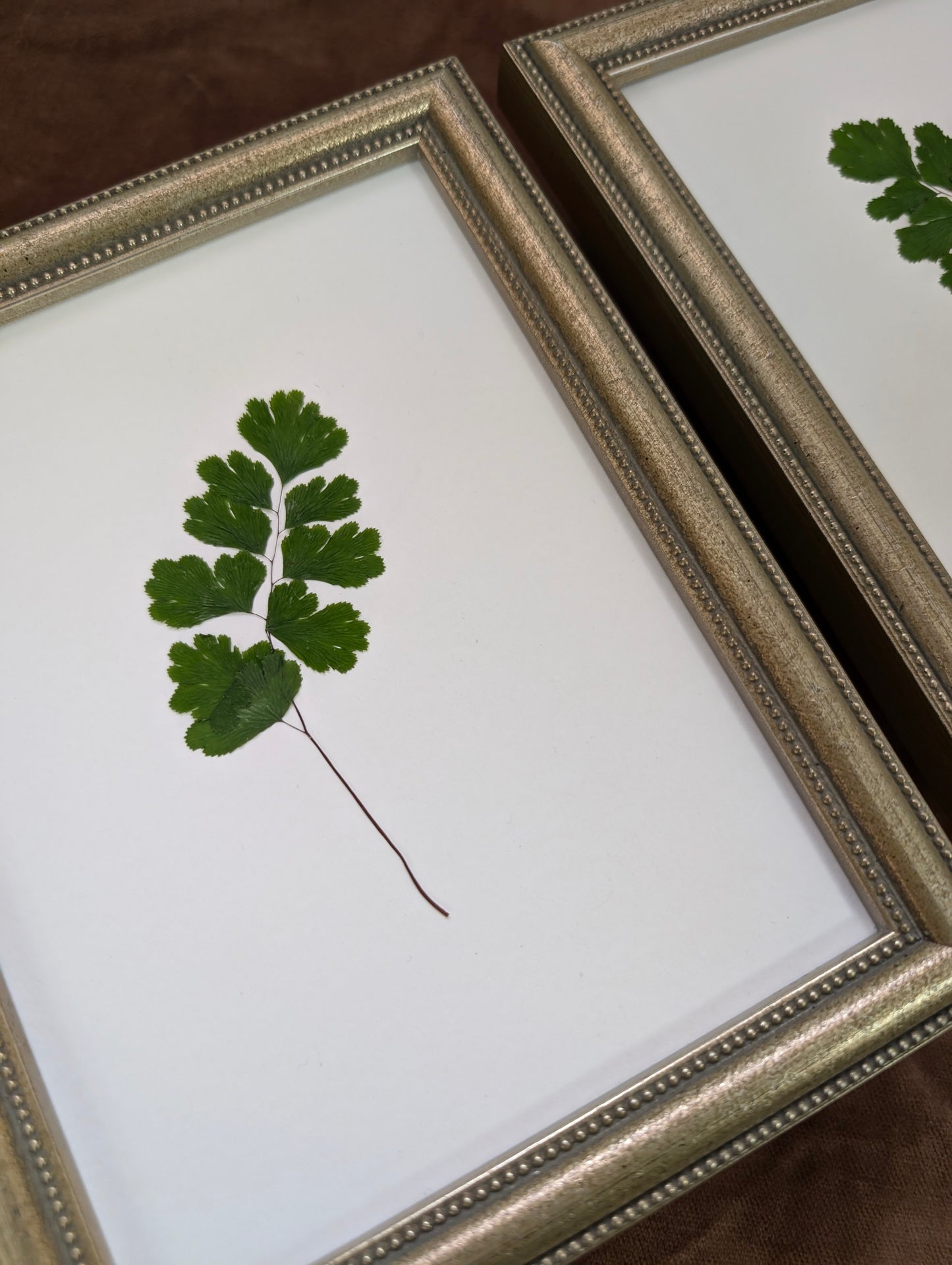 Maidenhair Fern