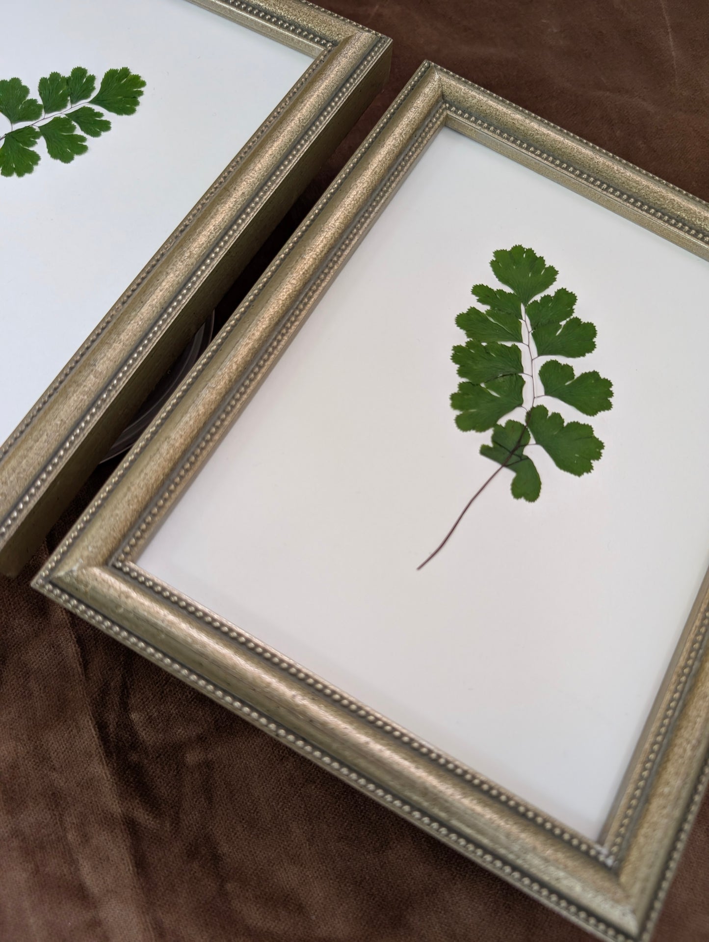 Maidenhair Fern