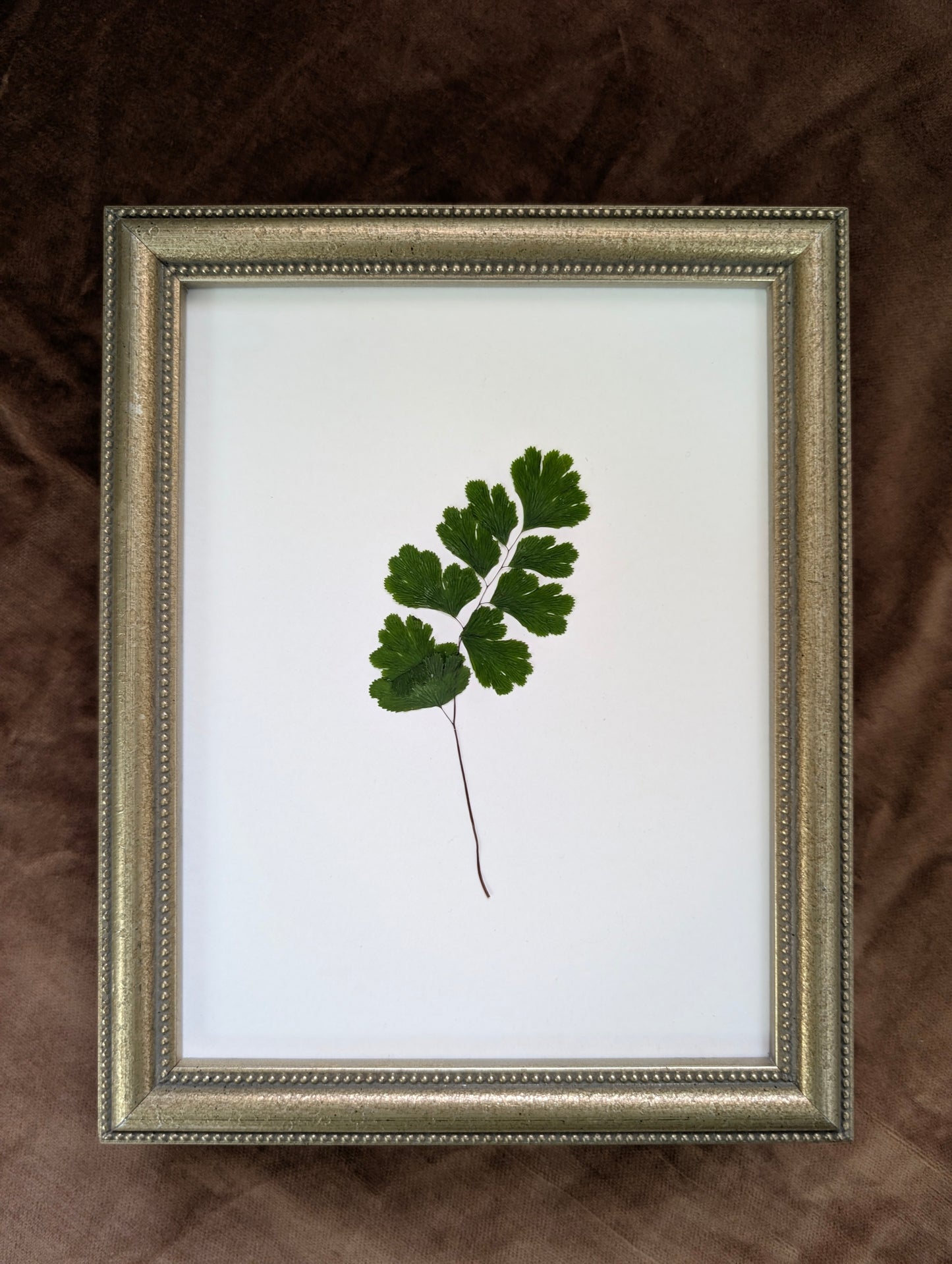 Maidenhair Fern