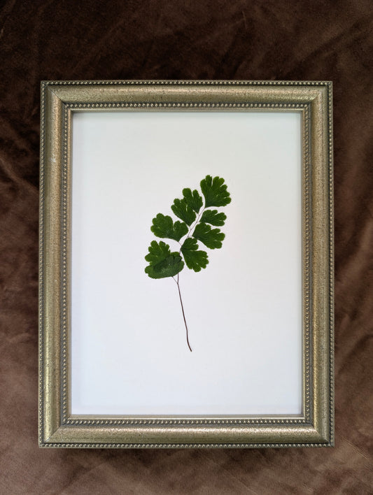 Maidenhair Fern