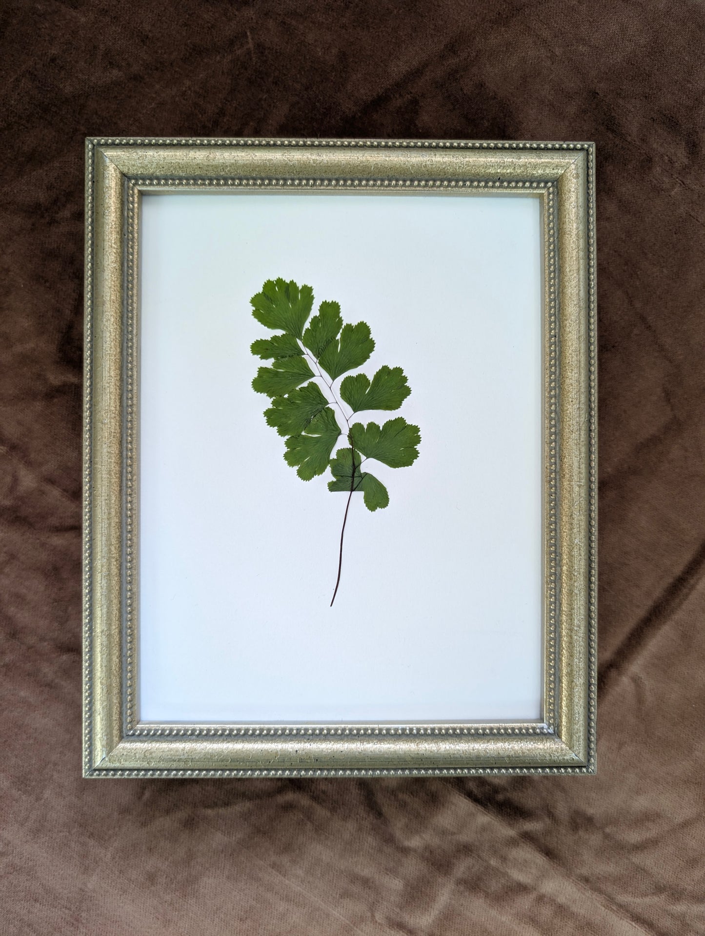 Maidenhair Fern