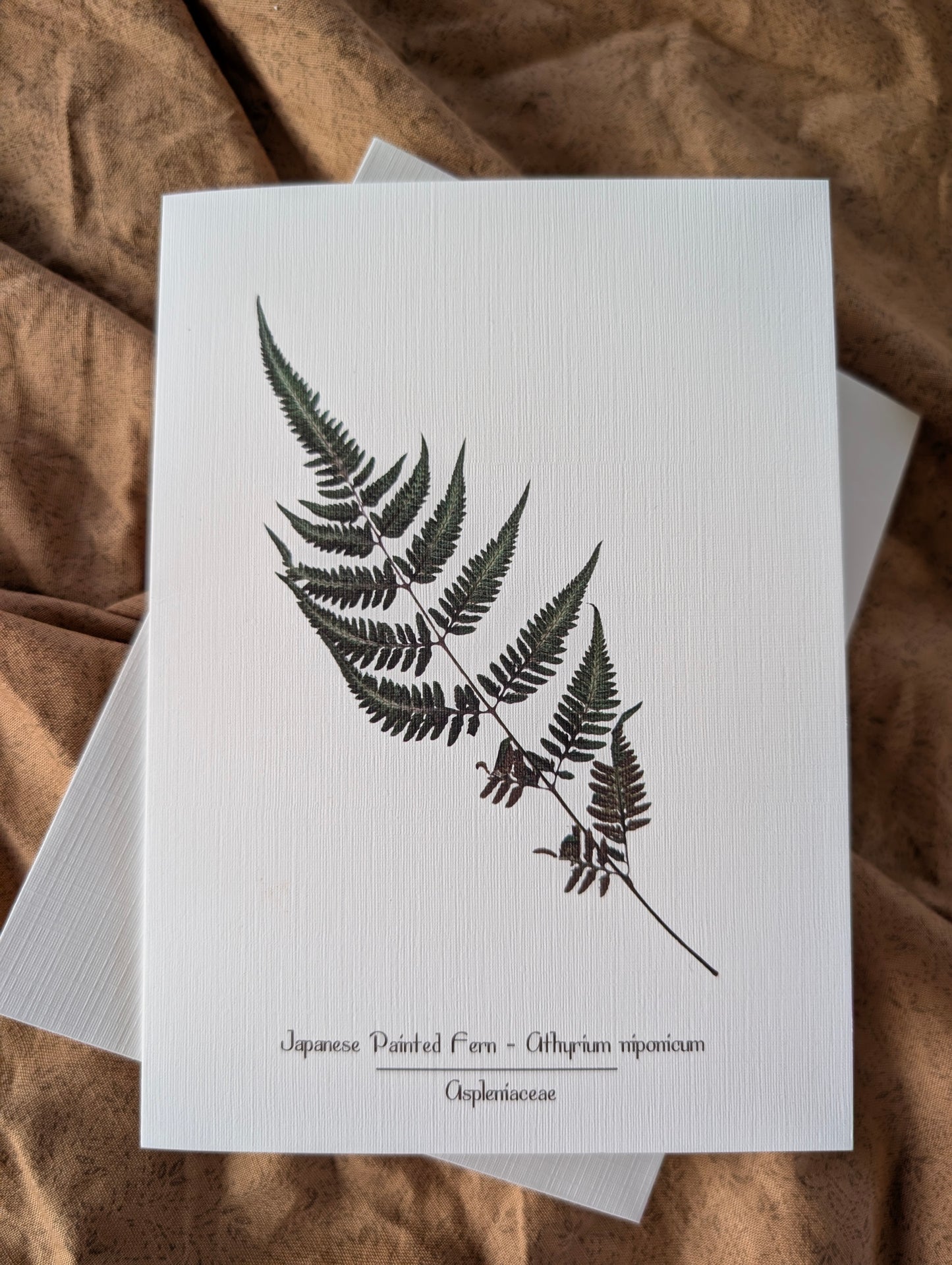 Japanese Painted Fern (Athryium niponicum) Herbarium Printed Card
