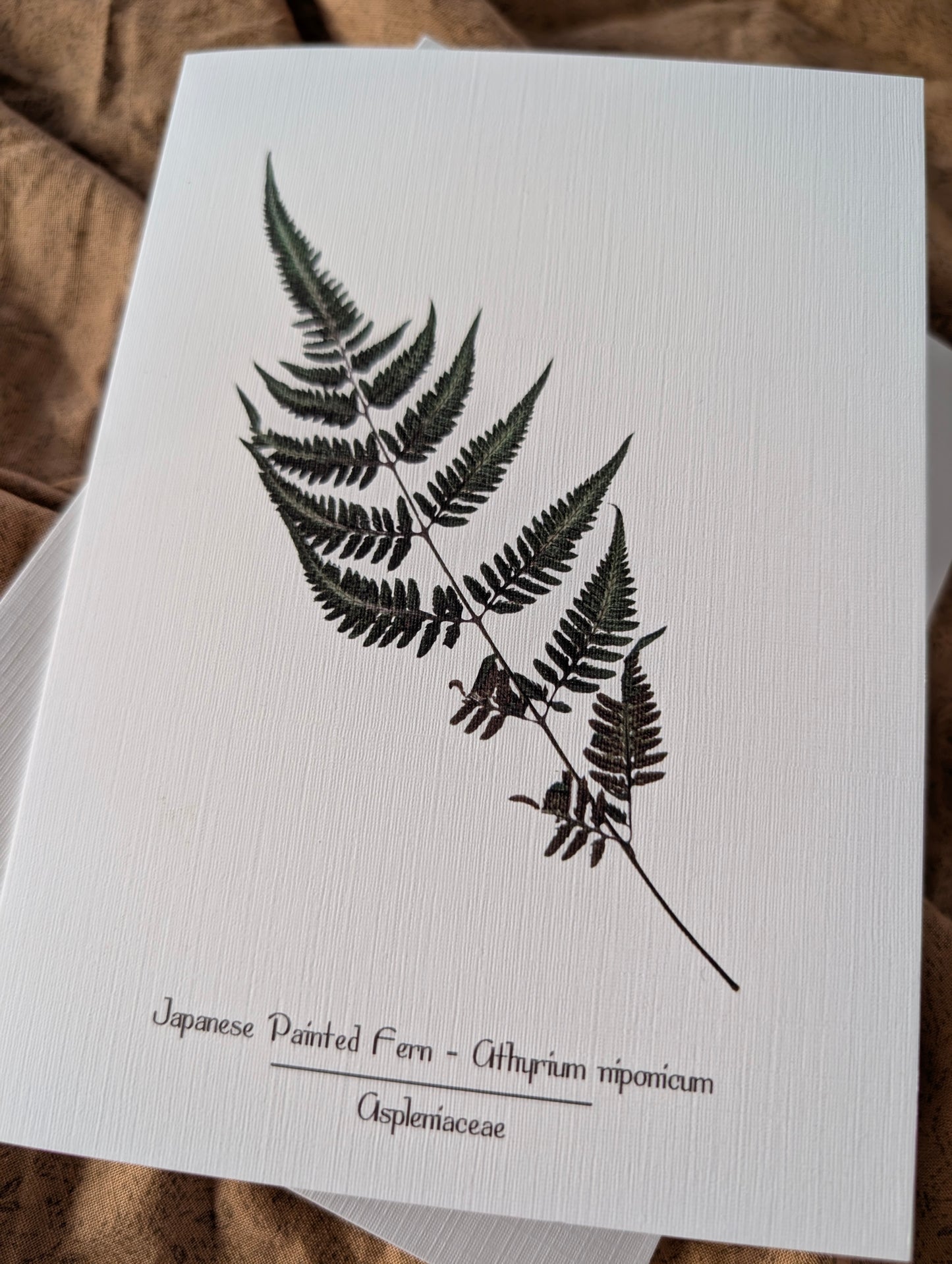 Japanese Painted Fern (Athryium niponicum) Herbarium Printed Card
