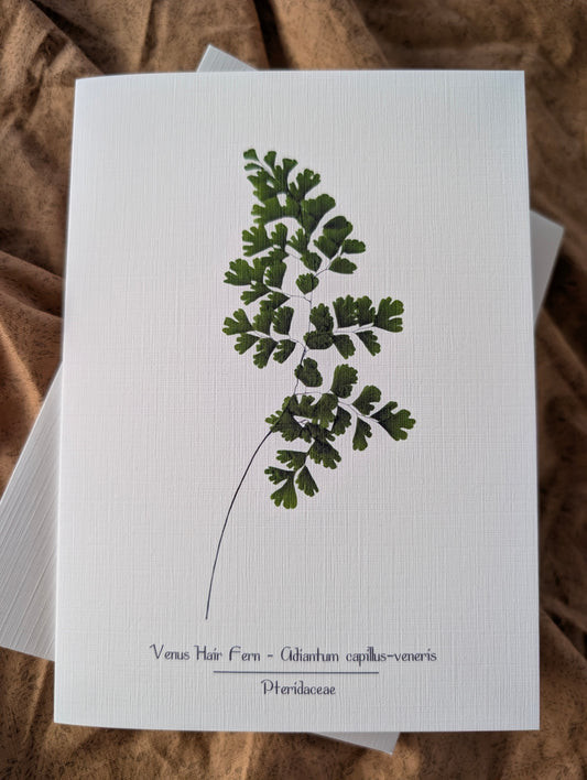 Venus Hair Fern (Adiantum capillus-veneris) Herbarium Printed Card