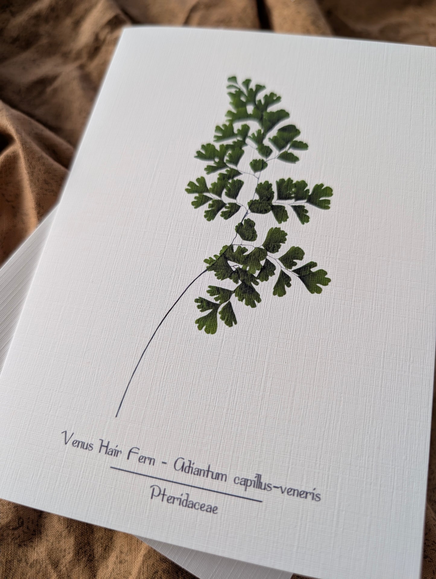 Venus Hair Fern (Adiantum capillus-veneris) Herbarium Printed Card