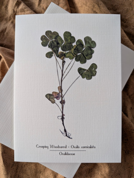 Creeping Woodsorrel (Oxalis Corniculata) Herbarium Printed Card