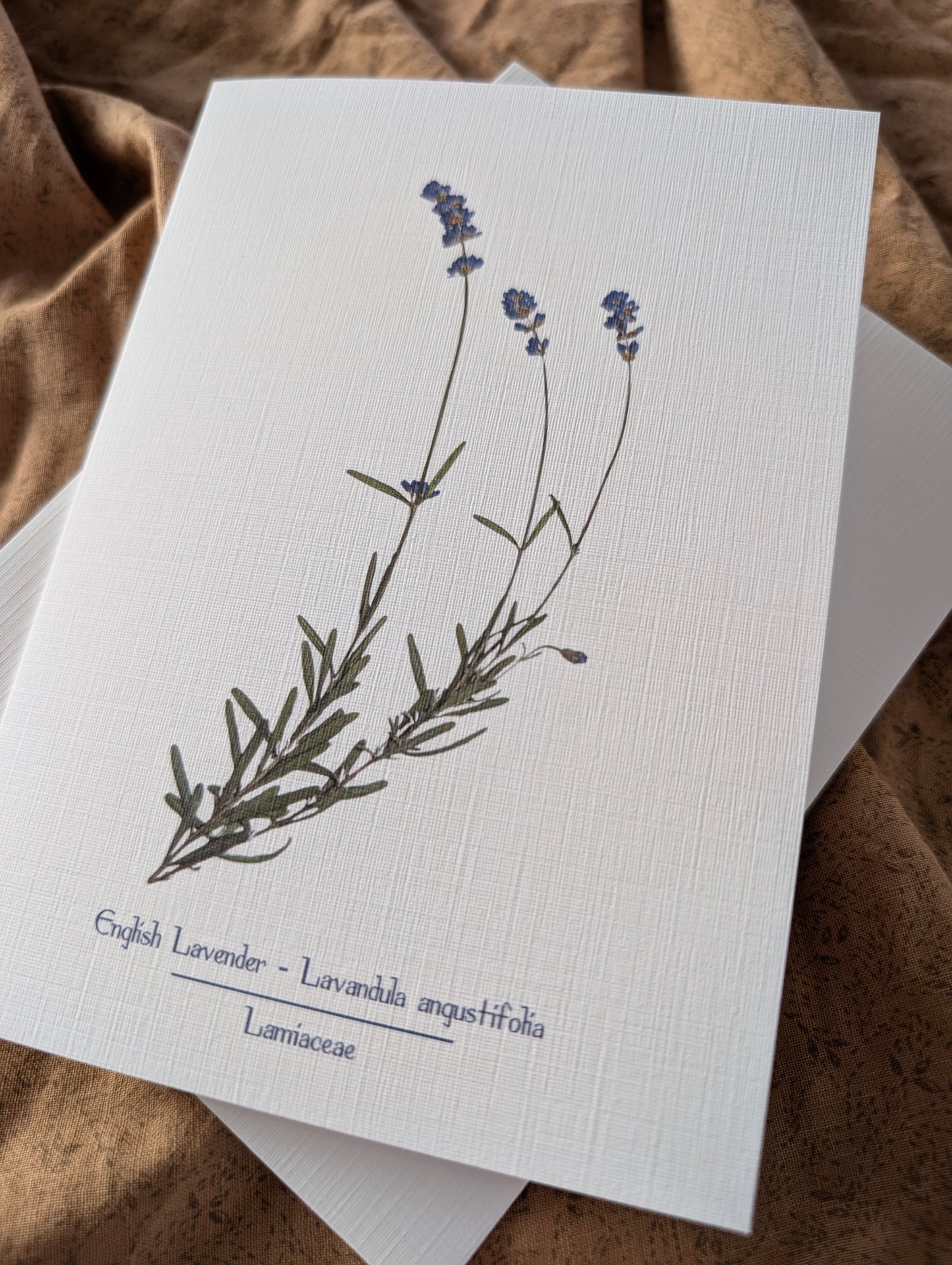 English Lavender (Lavandula angustifolia) Herbarium Printed Card