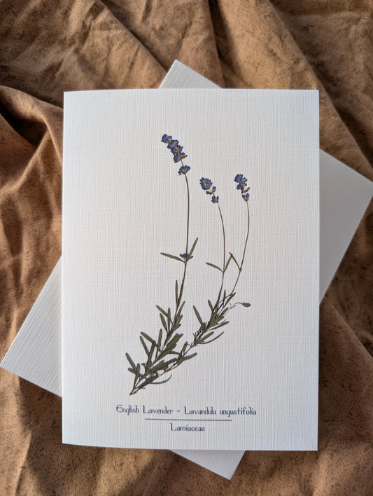 English Lavender (Lavandula angustifolia) Herbarium Printed Card
