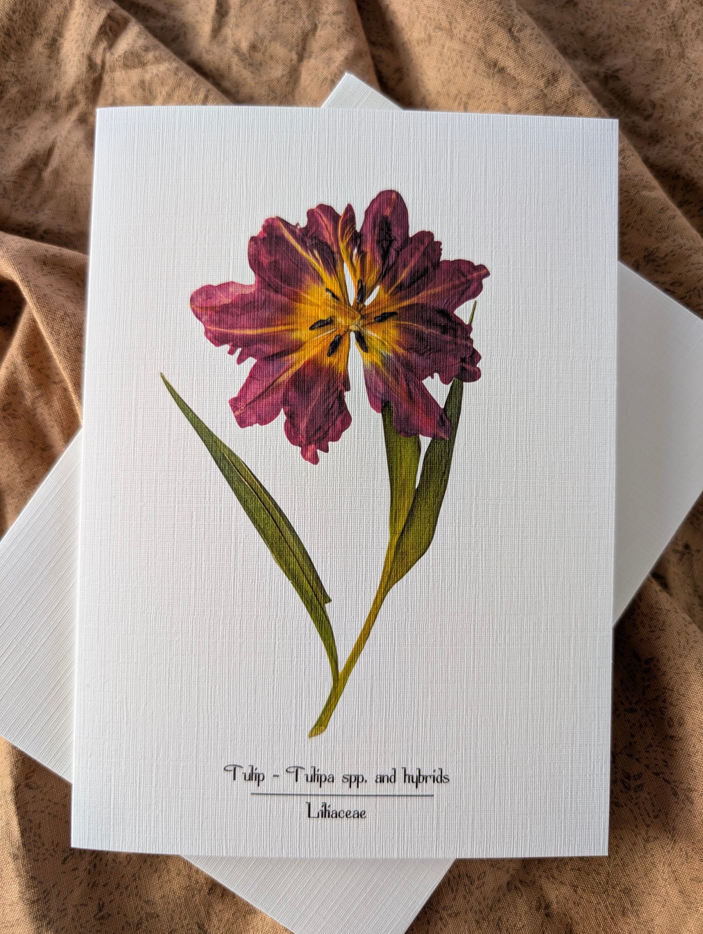 Tulip (Tulipa spp. and hybrids) Herbarium Printed Card