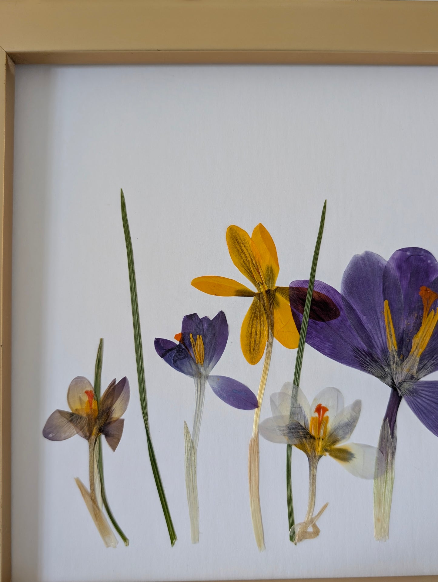 Crocus-scape: Original Pressed Flower Artwork