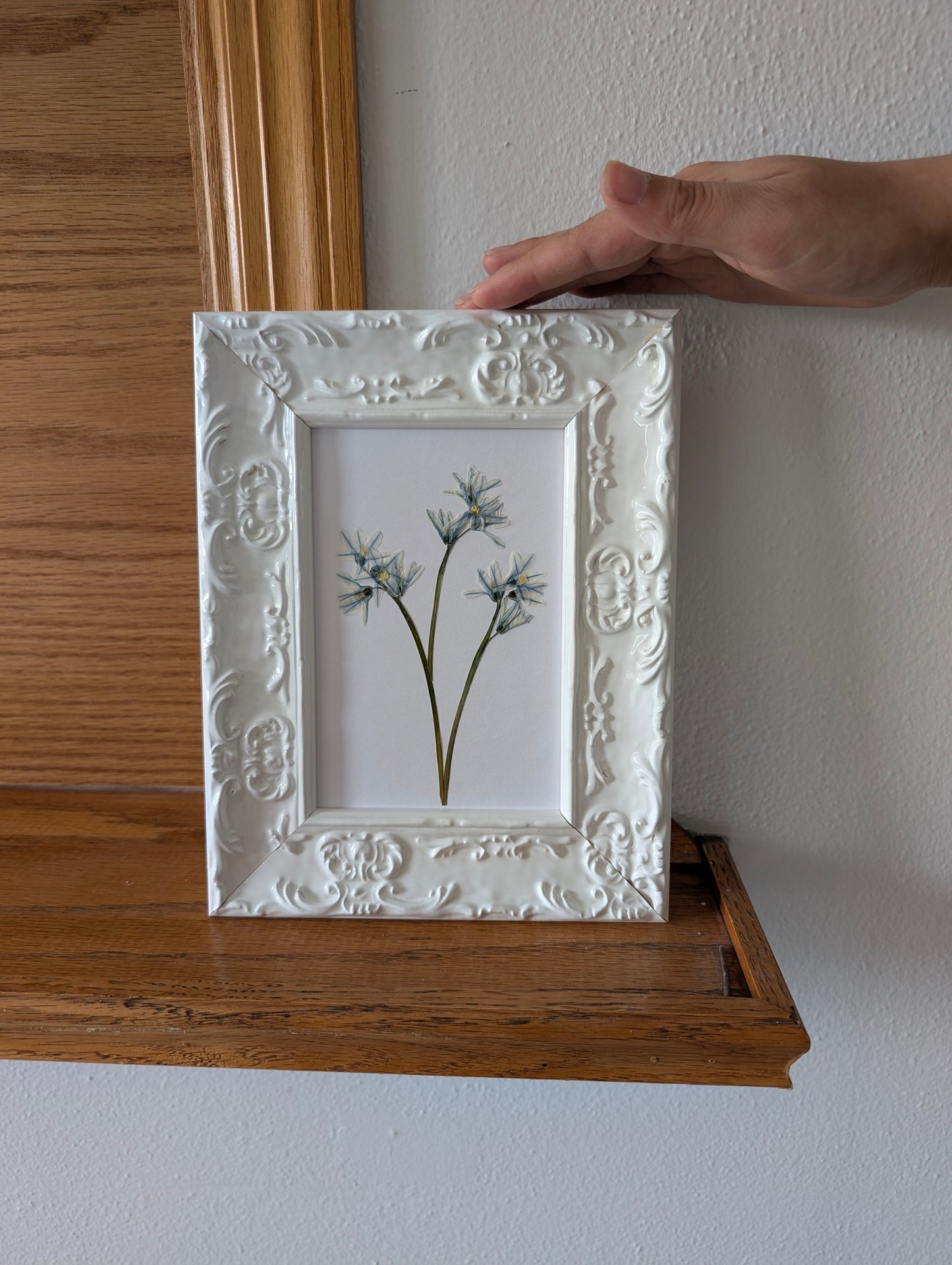 Striped Squill