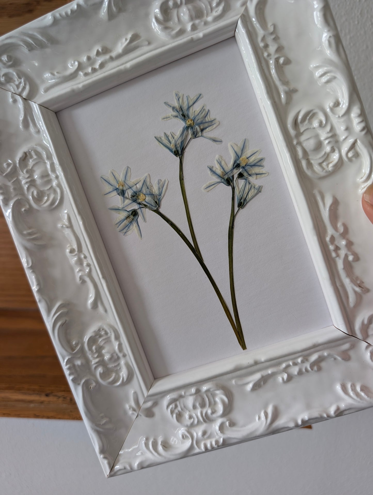 Striped Squill