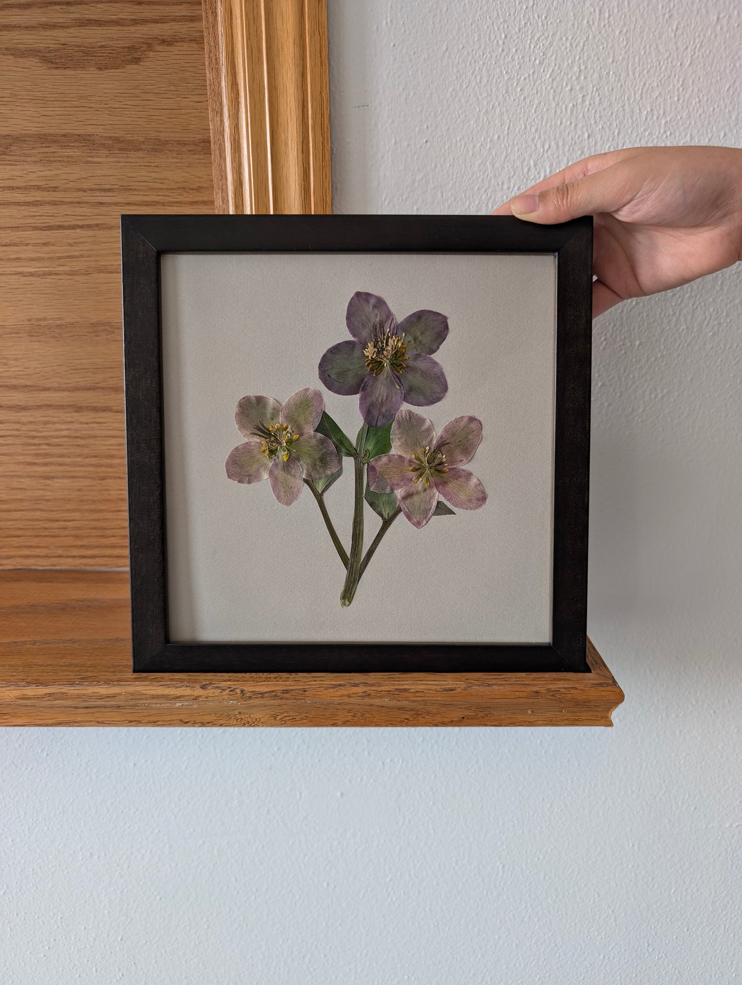 Hellebores