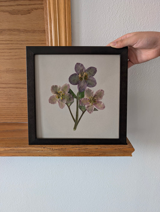 Hellebores