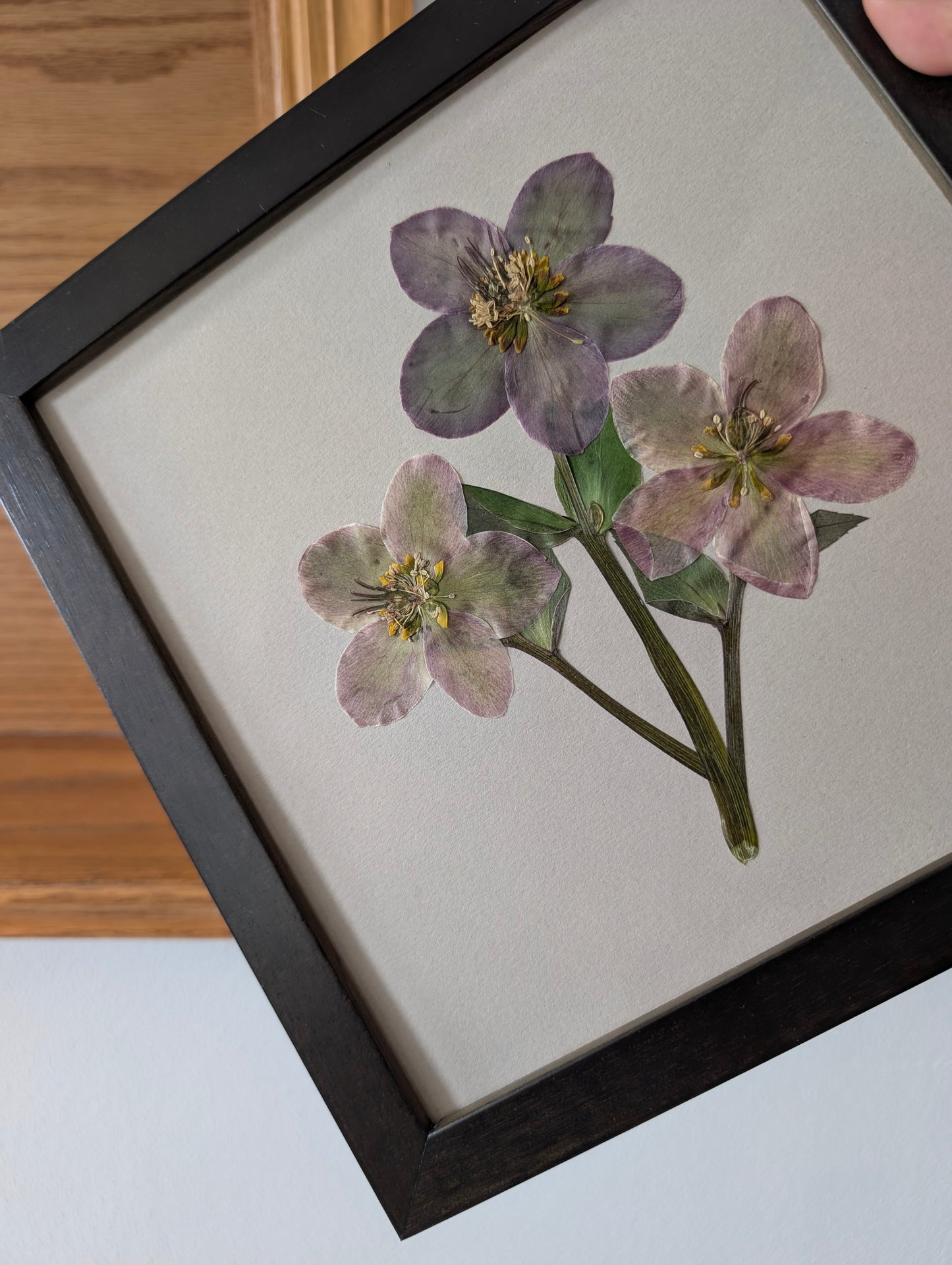 Hellebores