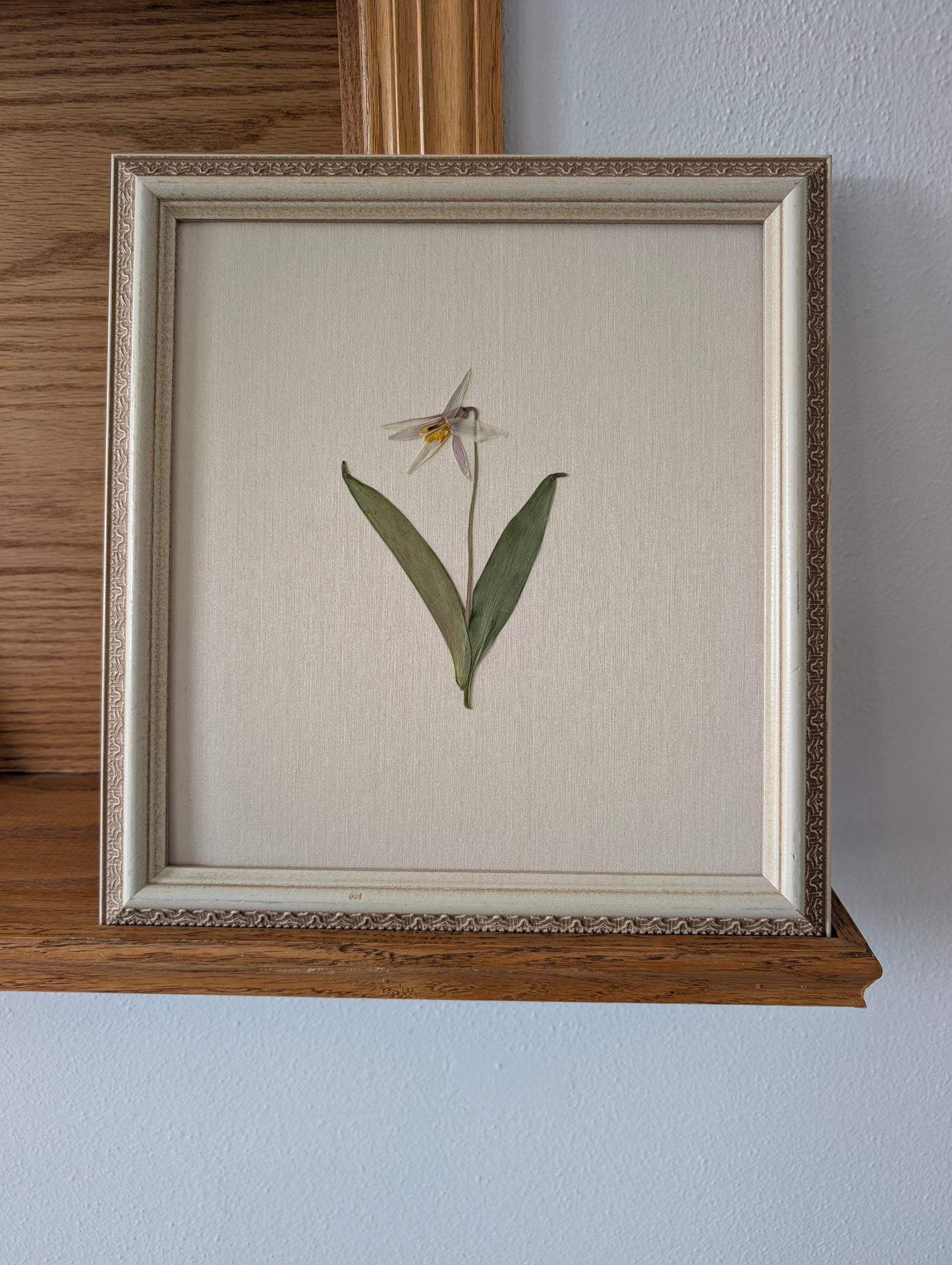 White Trout Lily