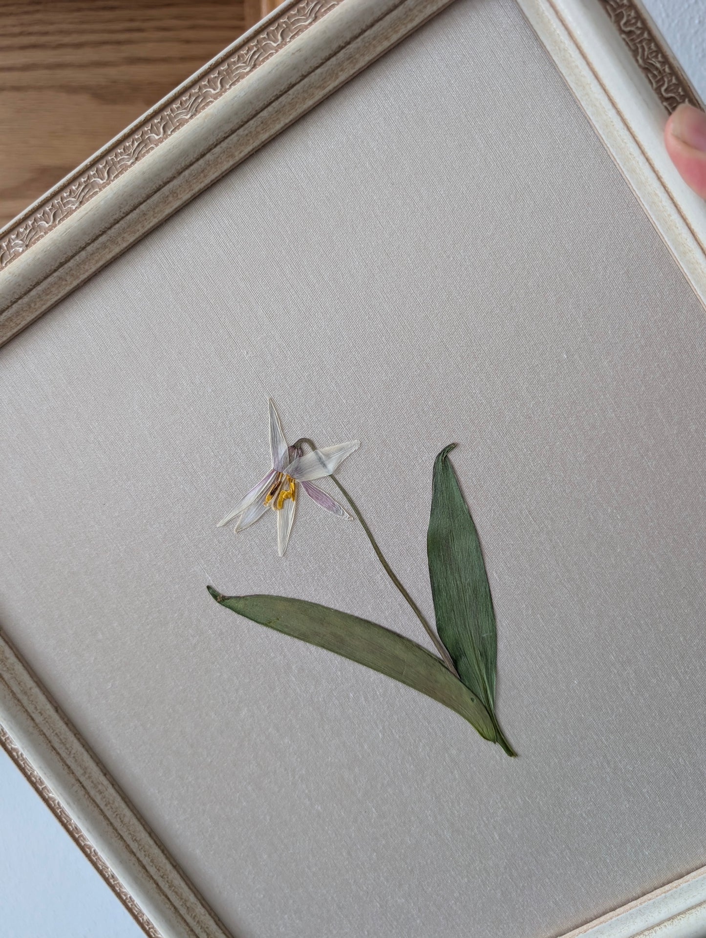 White Trout Lily