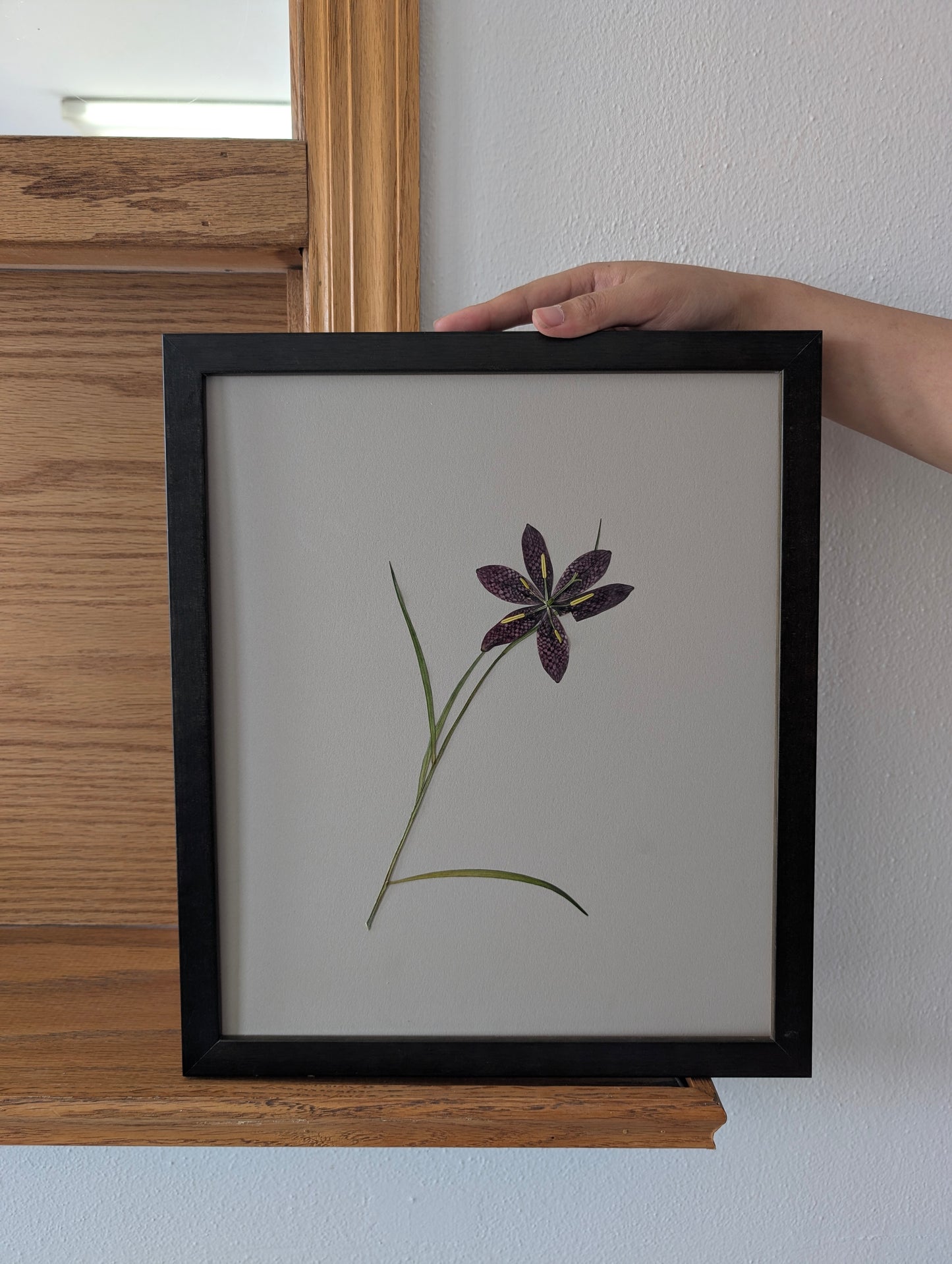 Snake's Head Fritillary