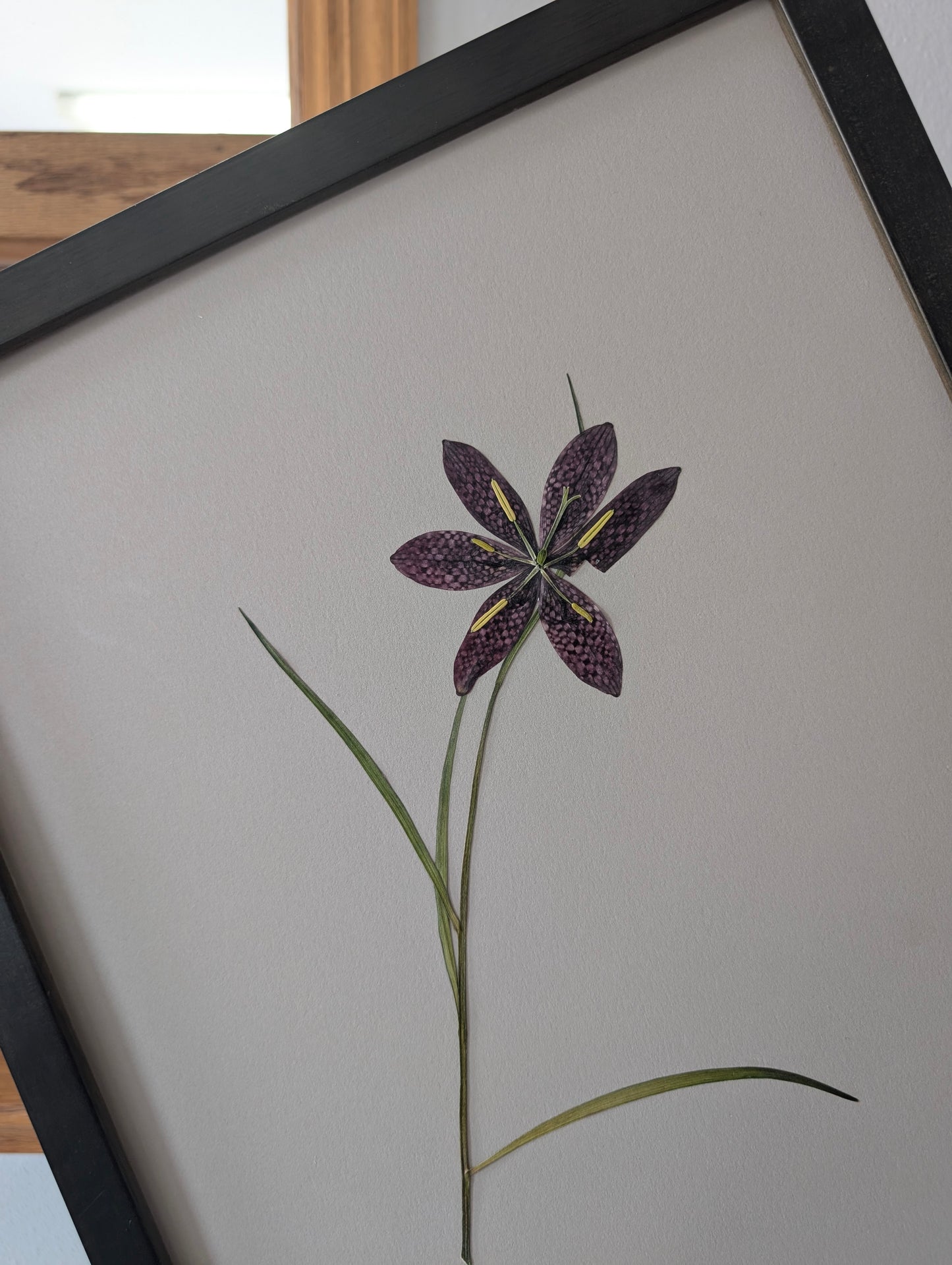 Snake's Head Fritillary