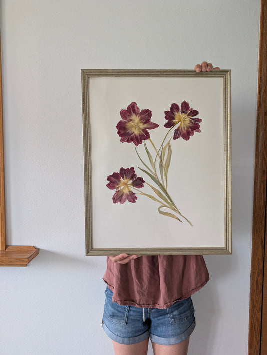 Tulips