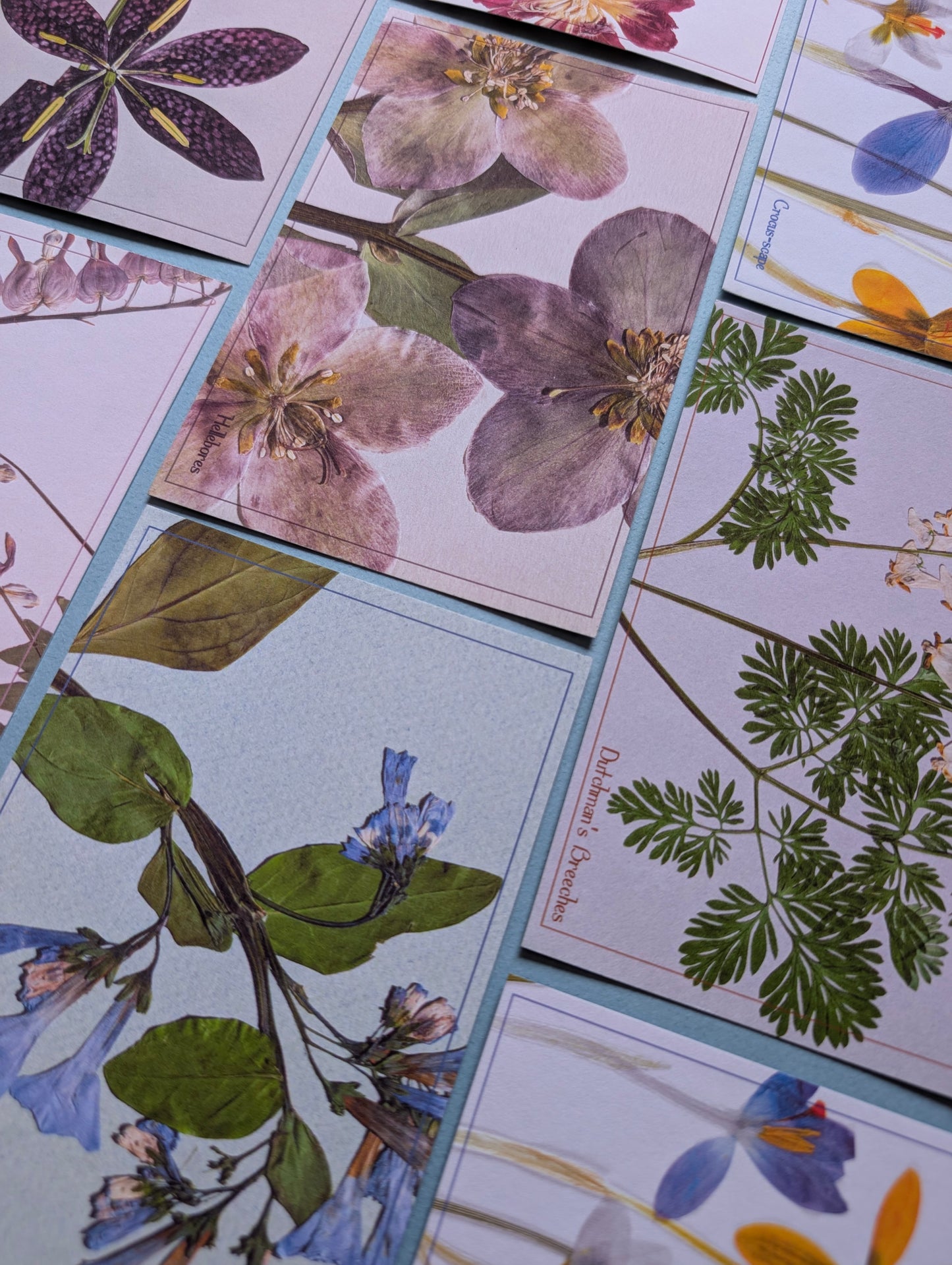 Herbarium Postcards