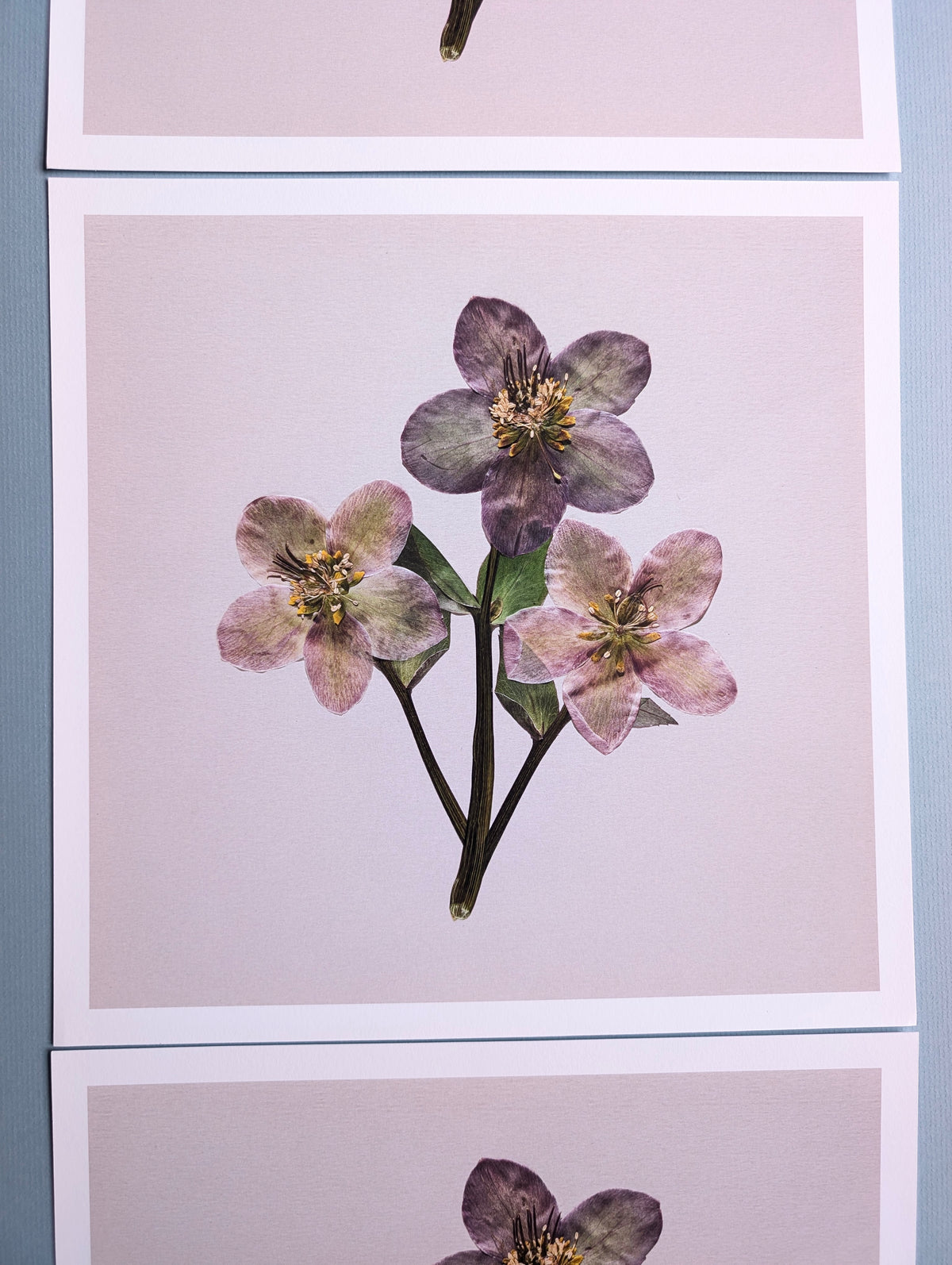 Hellebores Art Print