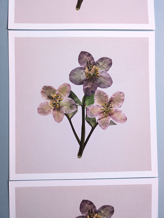 Hellebores Art Print