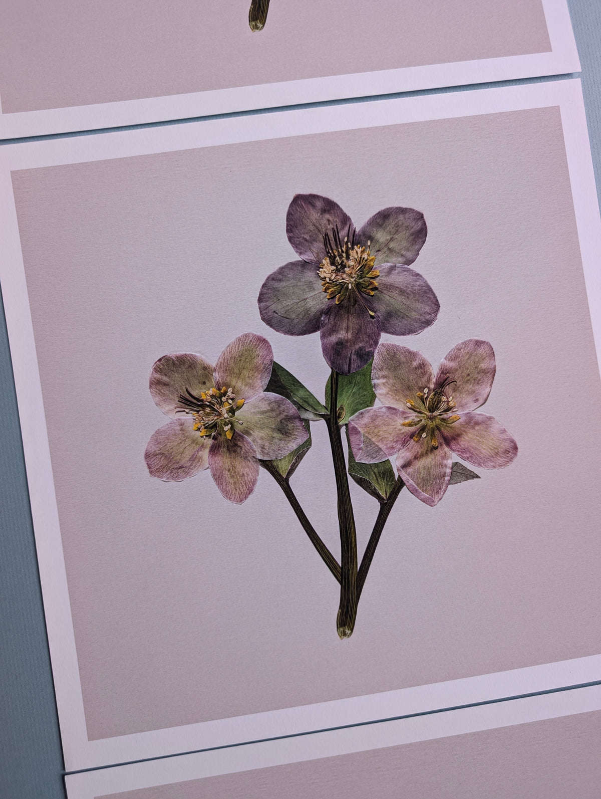 Hellebores Art Print