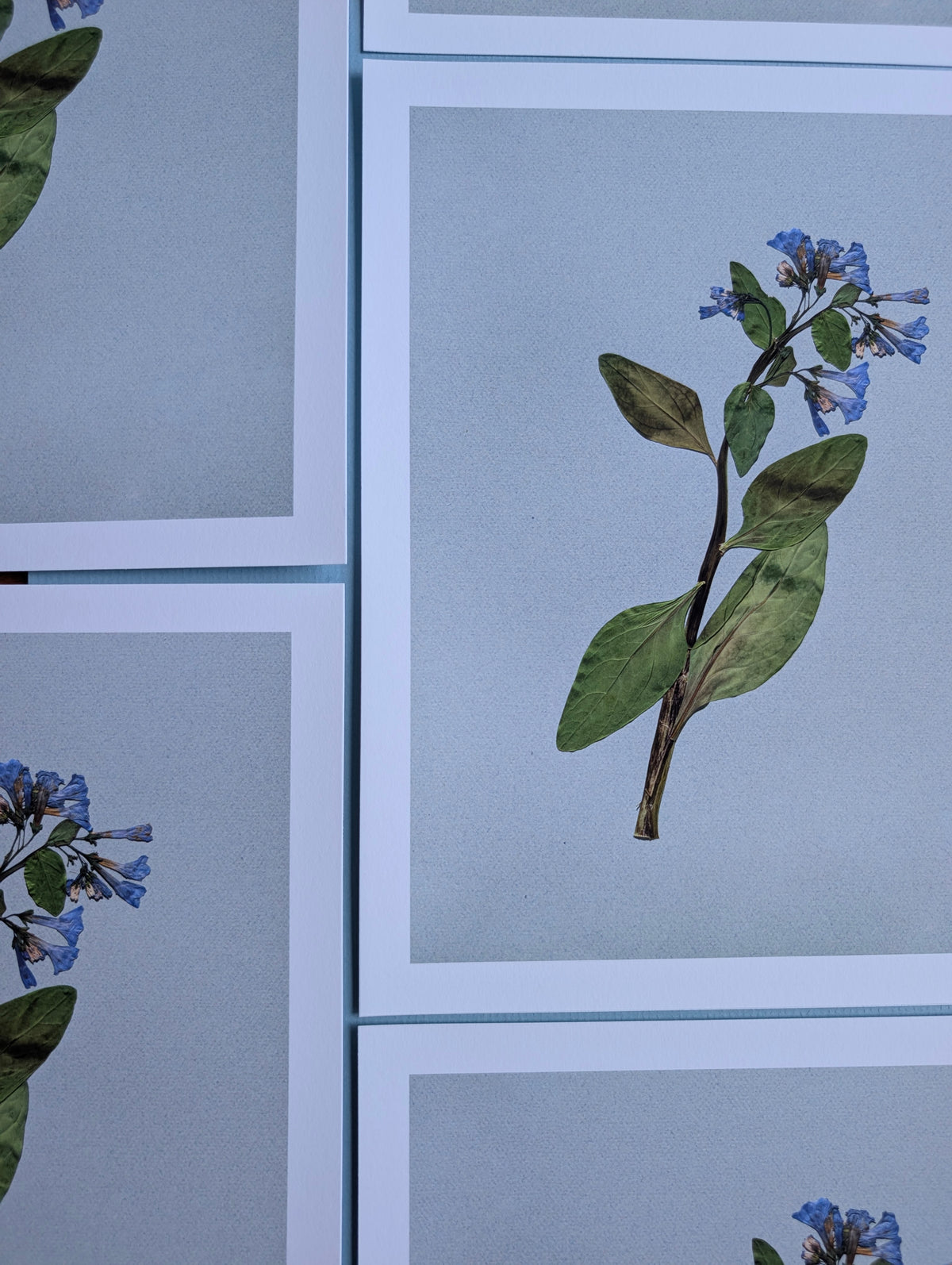 Virginia Bluebells Art Print