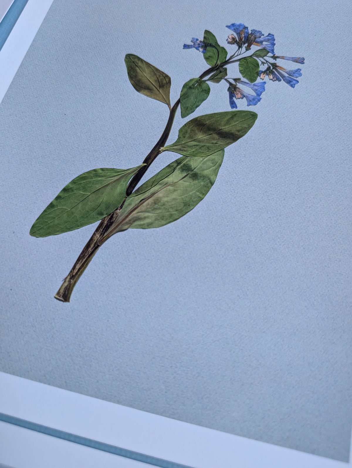 Virginia Bluebells Art Print