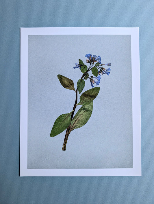 Virginia Bluebells Art Print
