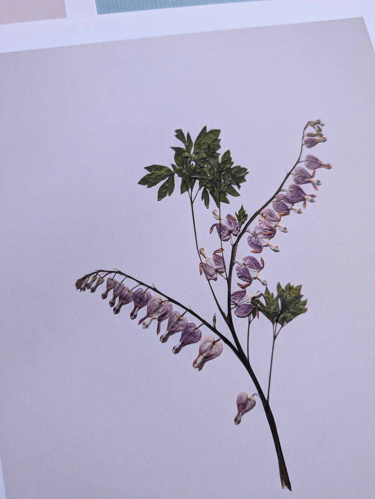 Bleeding Hearts Art Print